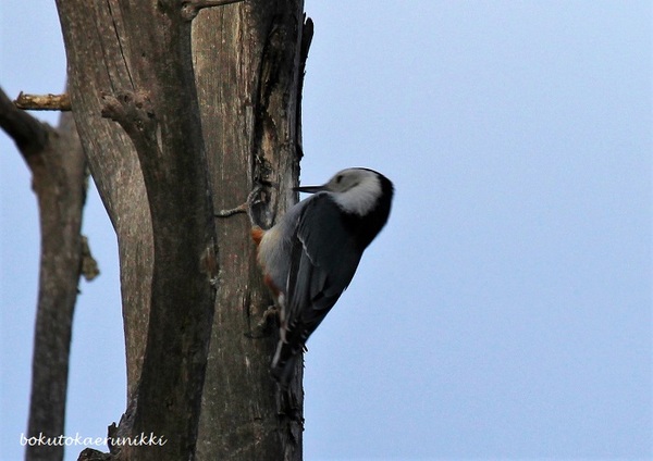 IMG_3911white-breasted nuthatchか.JPG